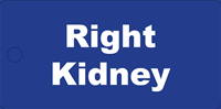 Picture of Right Kidney Tag