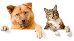 Picture for category Pet Services Letterheads