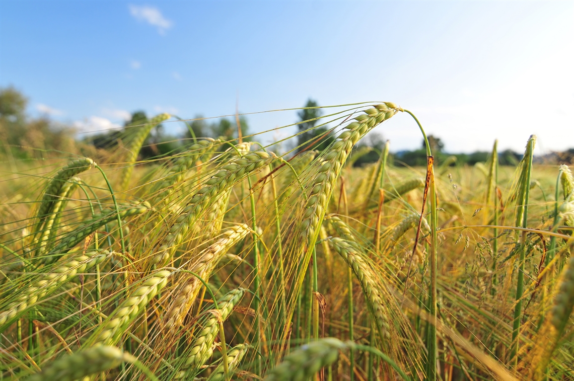 Print Tech Ordering Storefront-Agriculture Thank You